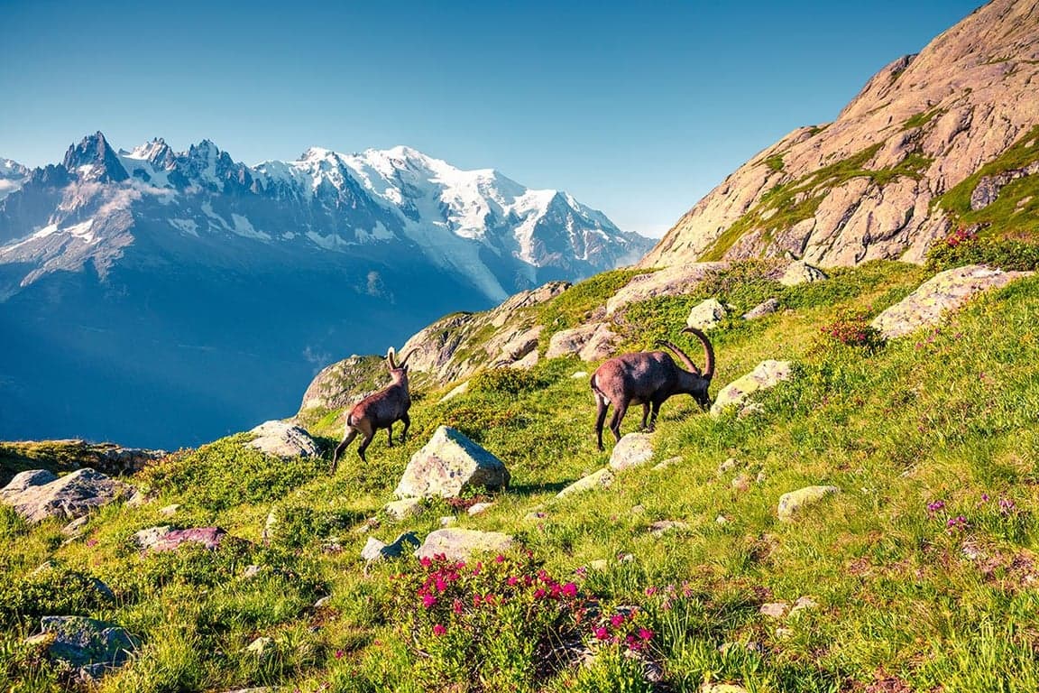 Prancūzijos Alpės ir turtingoji Šiaurės Italija ...didingasis Monblanas ir viliojantis Gardos ežeras 